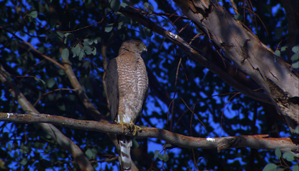 Cooper's Hawk